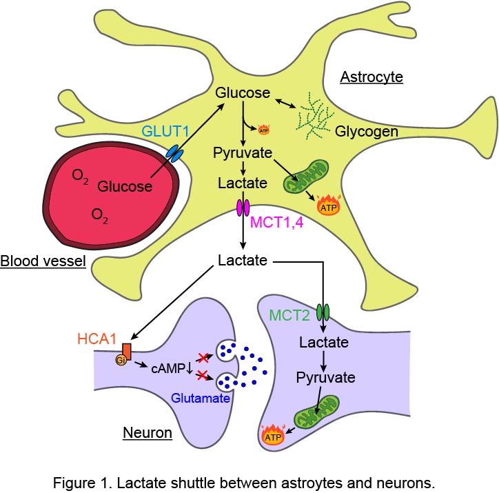 Lactate shuttle between astrocytes and neurons.jpg