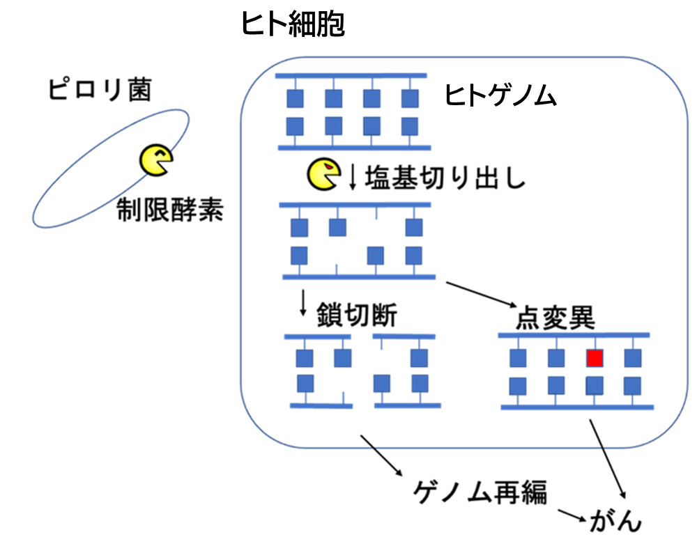 250908_pylori1.1.png