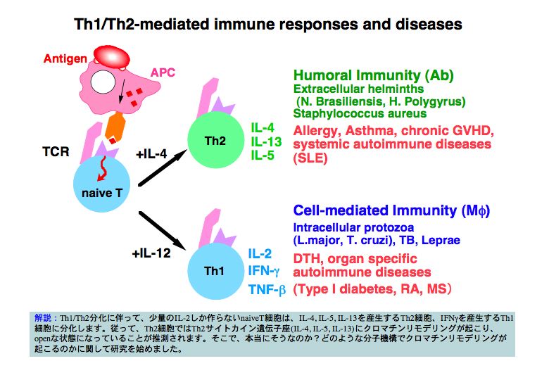 Th1/Th2-mediated immune responses and diseases