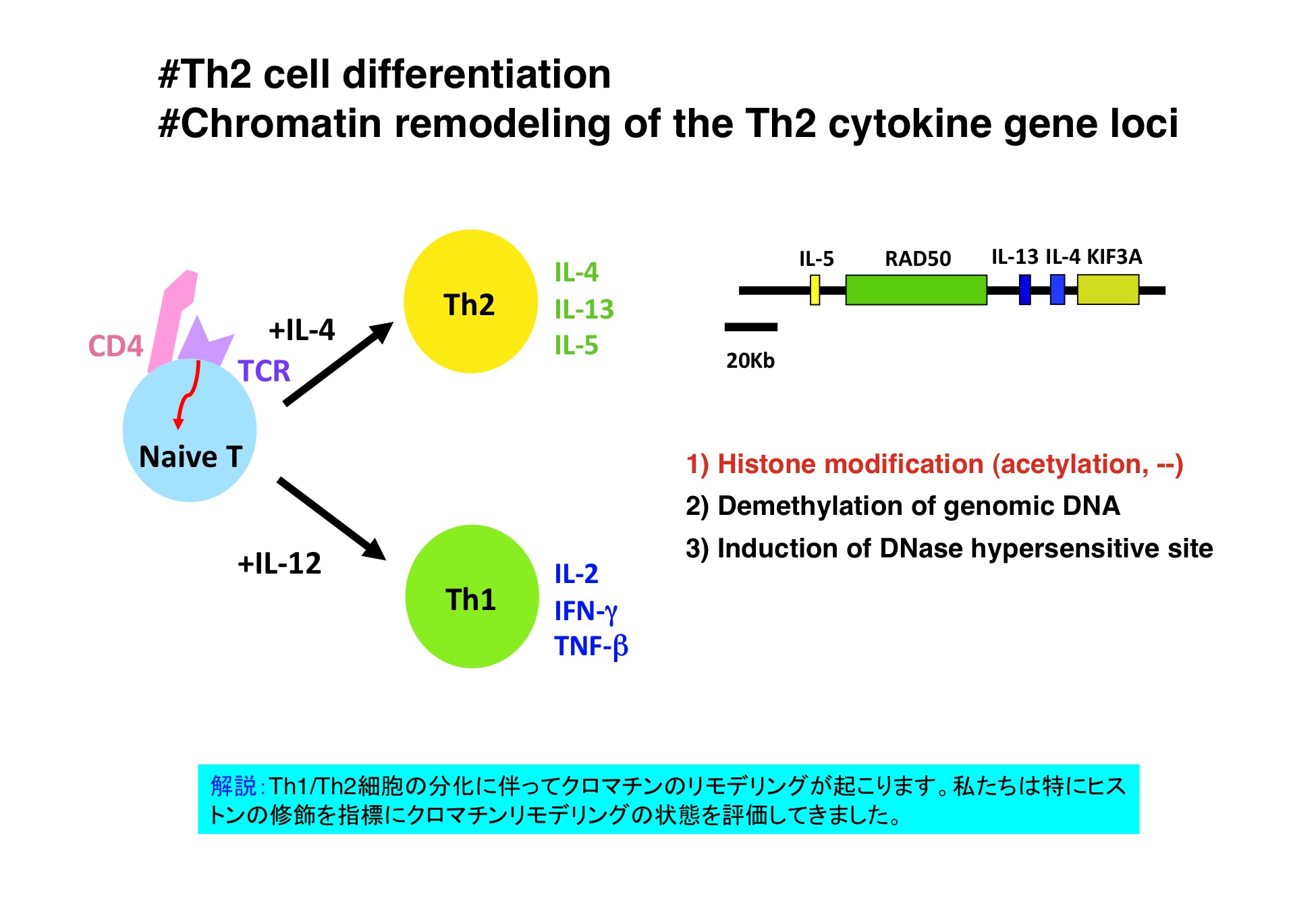細胞分化の本質はクロマチンリモデリングである。