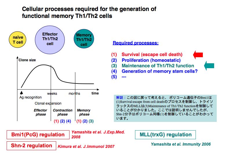 細胞分化の本質はクロマチンリモデリングである。