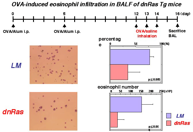 OVA-induced eosinophil in filtration in BALF of dnRas Tg mice