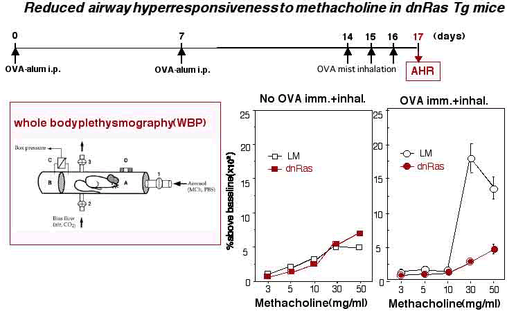 Reduced peribronchiolar and perivascular infiltrates in dnRas Tg mice