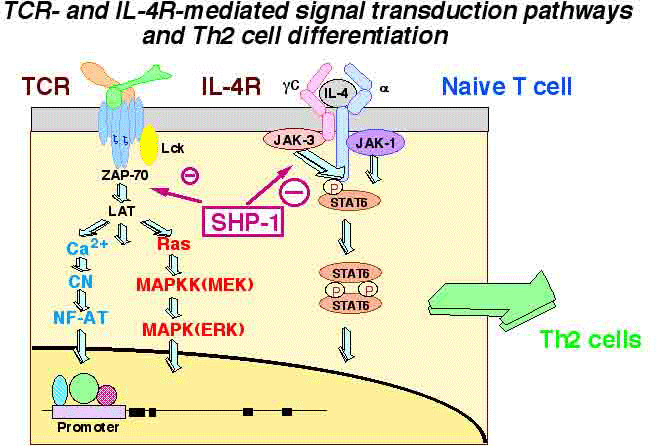 TCR-and IL-4R-mediciated signal transduction pathways and Th2 cell differentiation