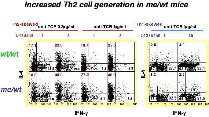 Increased Th2 generation in me/wt mice