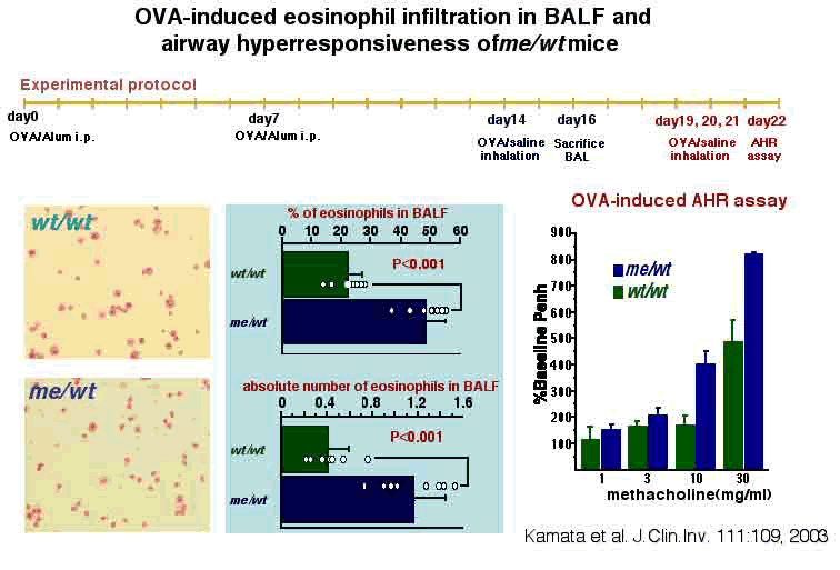OVA-induced eosinophil infiltration in BALF and airway hyperresposiveness of me/wt mice