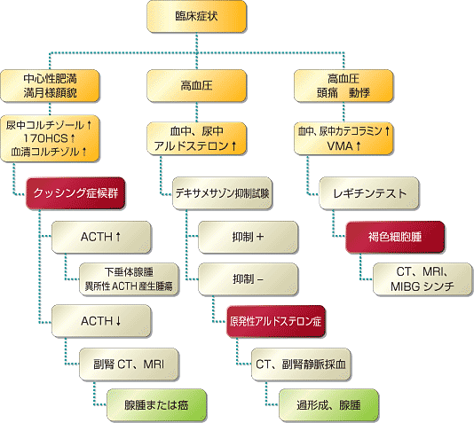 性 症 原発 太る アルドステロン 若い人にも起きる原発性アルドステロン症 ホルモン過剰で高血圧に…脳卒中や心筋梗塞のリスク高く