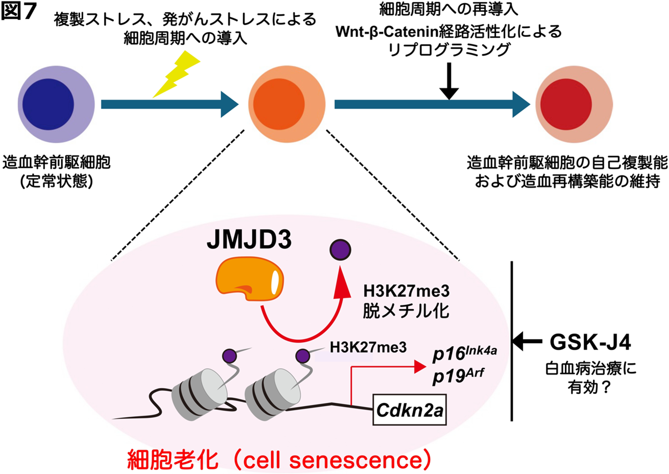 250710_cell1.png