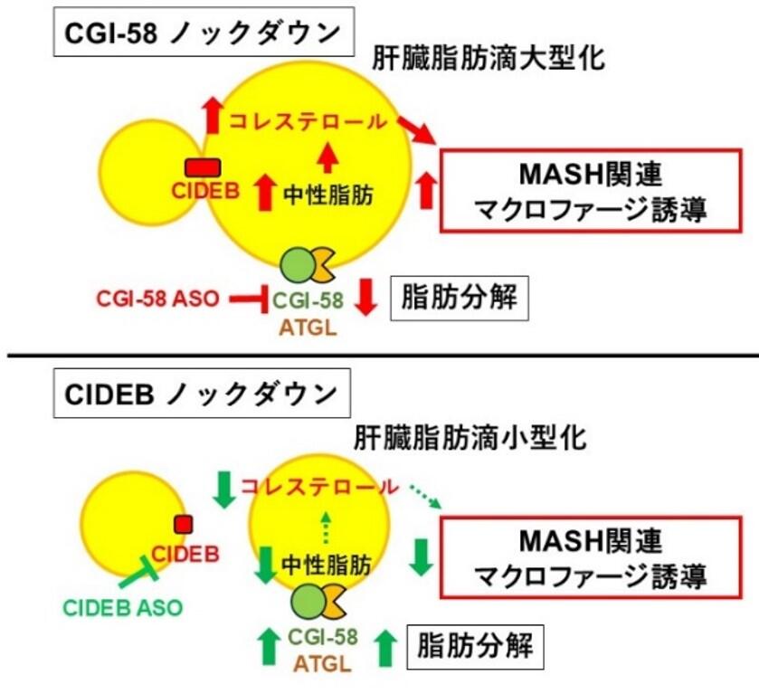 0724_mash.jpg