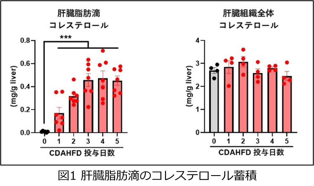240603_MASLD1_1.png