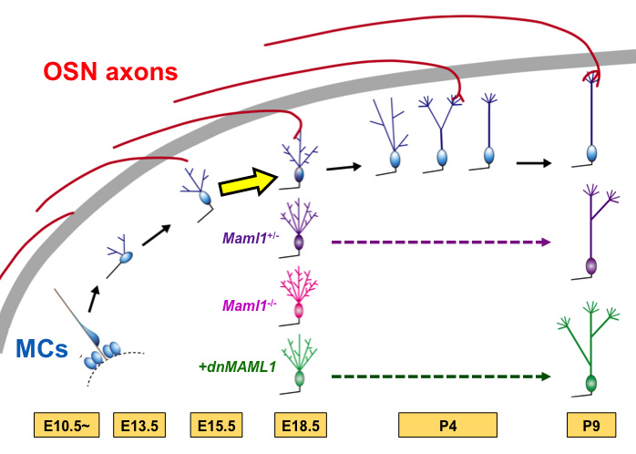 Neuro2.jpg