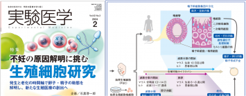 細胞医学・特集