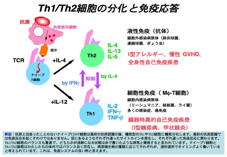 細胞分化の本質はクロマチンリモデリングである。