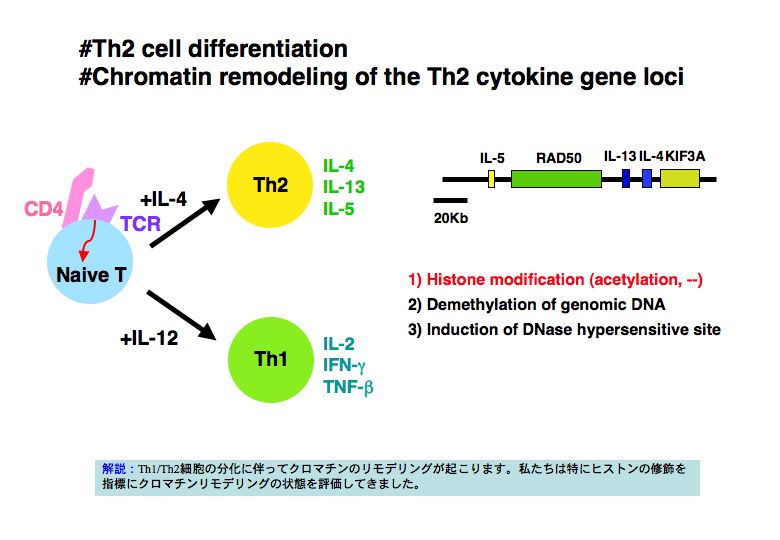 細胞分化の本質はクロマチンリモデリングである。