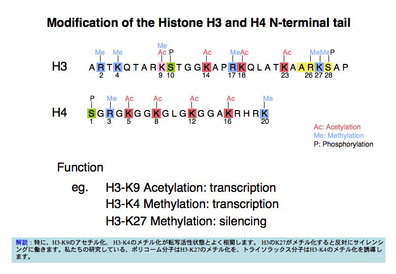 細胞分化の本質はクロマチンリモデリングである。
