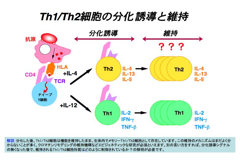 細胞分化の本質はクロマチンリモデリングである。