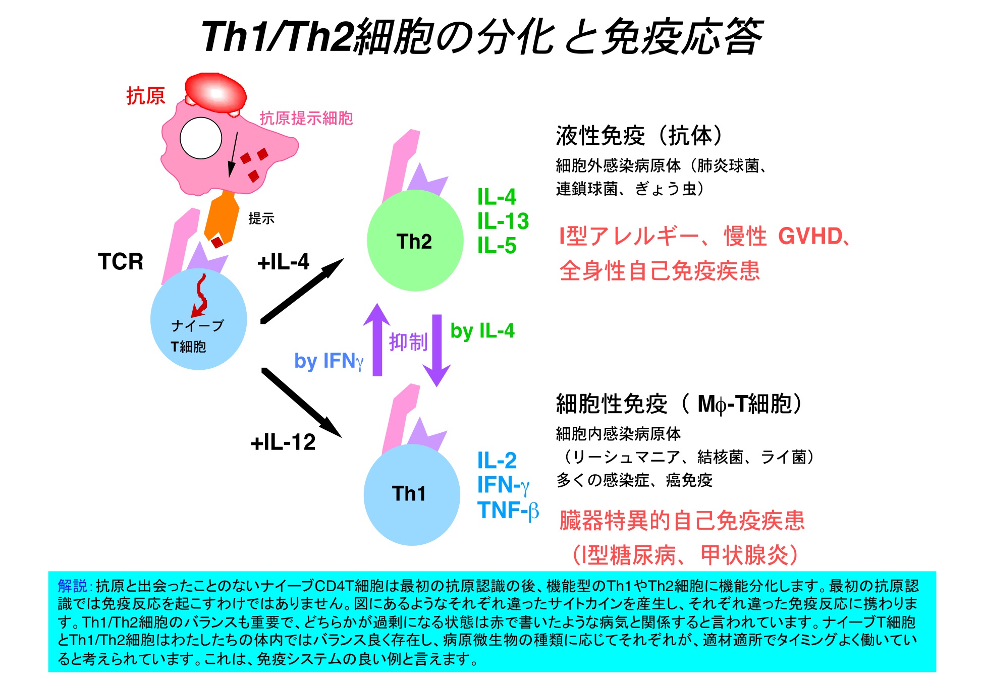 細胞分化の本質はクロマチンリモデリングである。