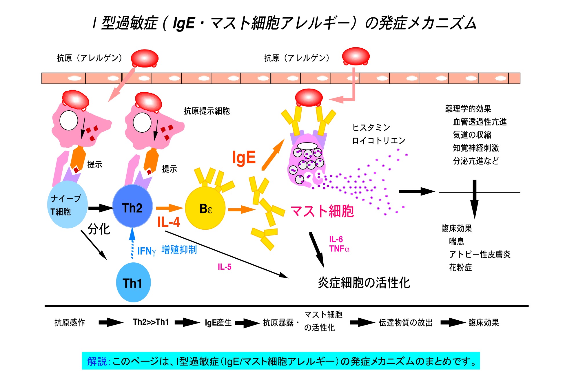 細胞分化の本質はクロマチンリモデリングである。