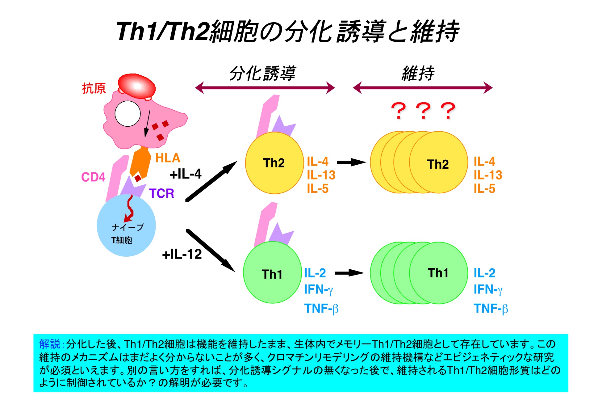 細胞分化の本質はクロマチンリモデリングである。