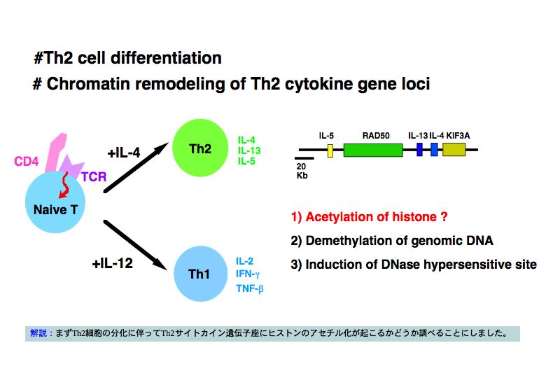 #Th2 cell differentiaton  #Chromatin remodeling of Th2 cytokine gene Loci