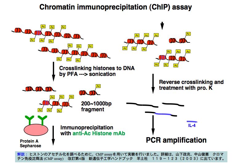 Chromatin immunopreciputation(ChIP)assay