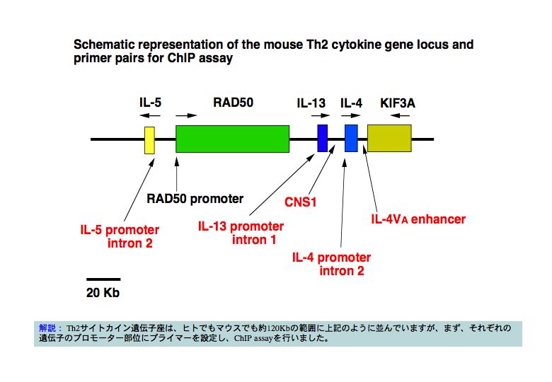 Schematic representation of the mouse Th2 cytokine gene locus and primer pairs for Chlp assay