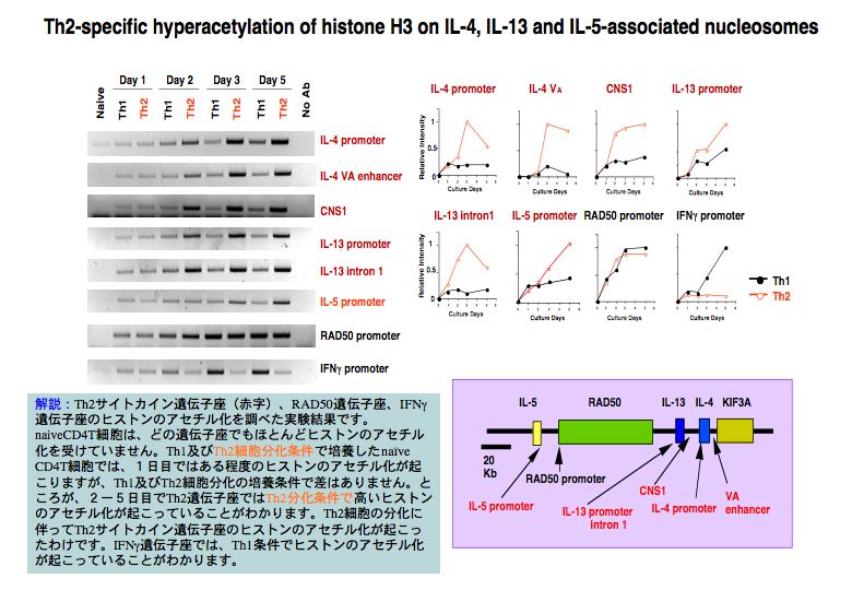 Th2-specific hyperacetylation of histone H3 on IL-4,IL-13 and IL-5-associated nucleosomes