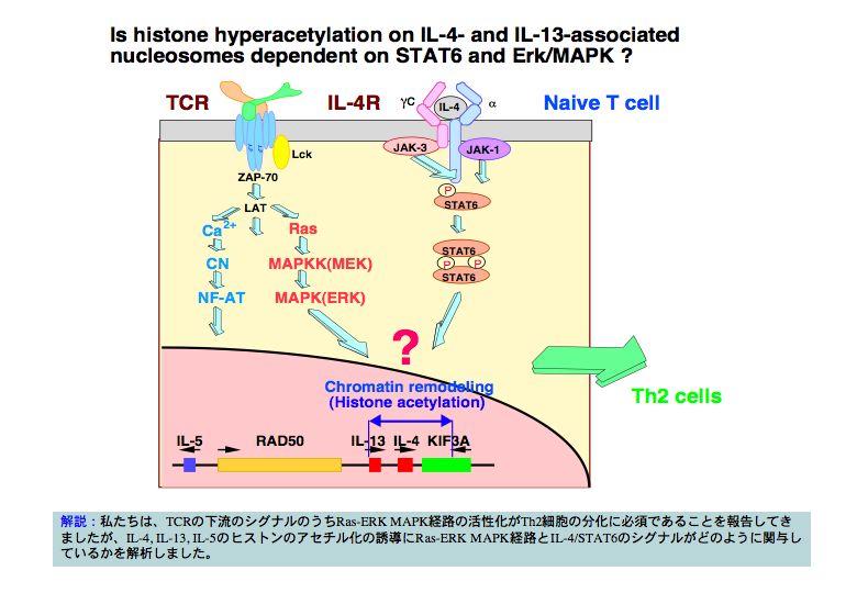 Is histone hyperacetylation on IL-4-and IL-13-associated nucleosomes dependent on STAT6 and Erk/MAPK?
