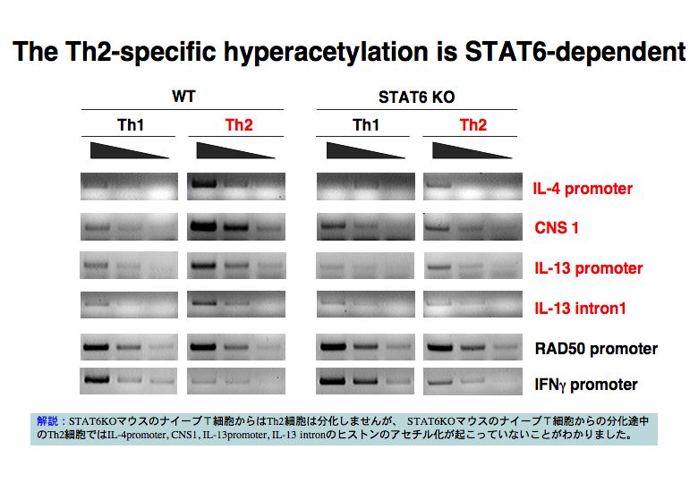 The Th2-specific hyperacetylation is STAT6-dependent