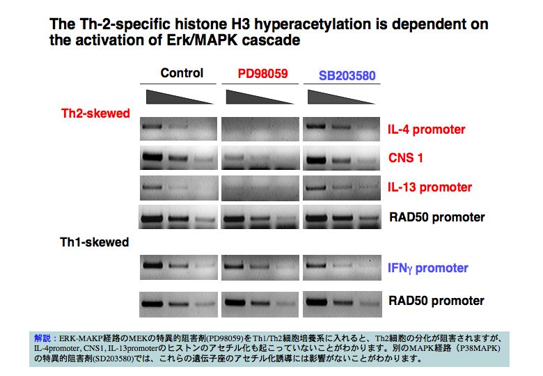 The Th2-specific histone H3 hyperacetylation is dependent on the activation of Erk/MAPK cascade