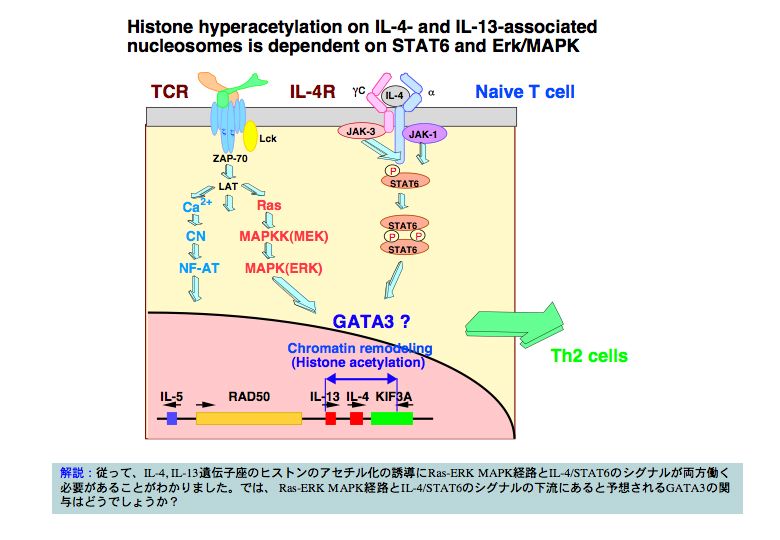HIstone hyperacetylation on IL-4- and IL-13-assocIated nucleosomes Is Dependent on STAT6 and Erk/MAPK