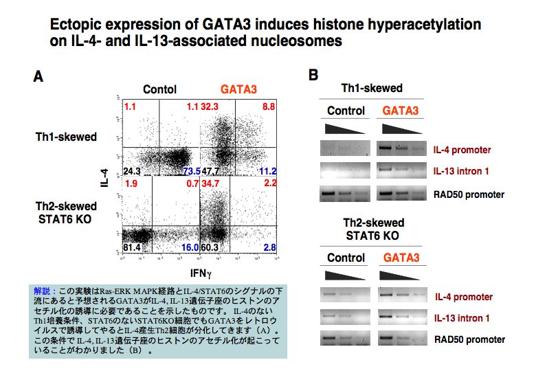 Ectopic expression of GATA3 induces histone hyperacetylation on IL-4- and IL-13-associated nucleosomes
