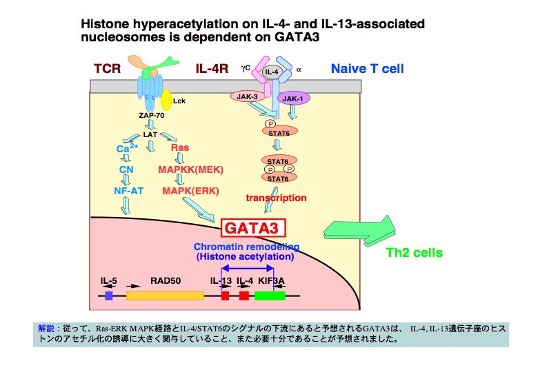 Histone hyperacetylation on IL-4-and IL^13-associated nucleosomes is dependent on GATA3