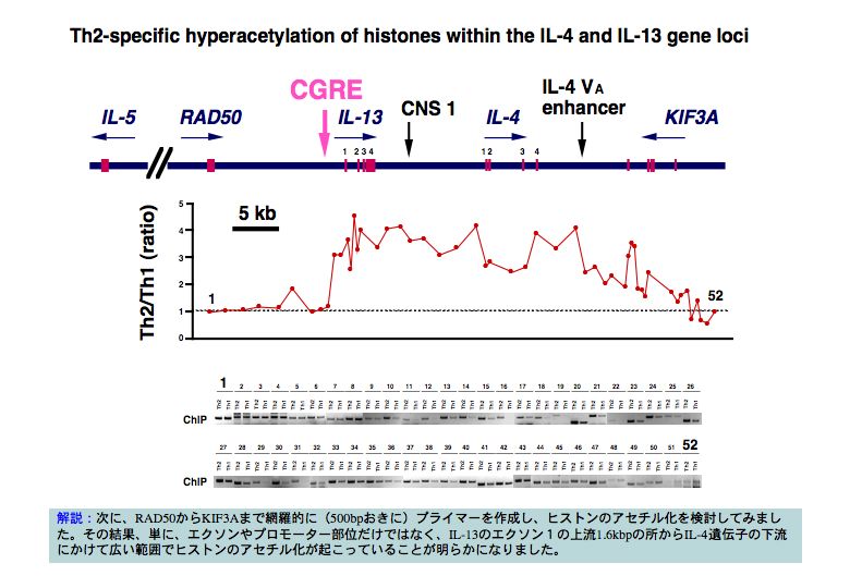 Th2-specific hyperacetylation of histones within the IL-4 and IL-13 geneloci