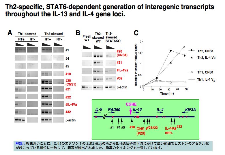 Th2-specific, STAT6-dependent generation of interegenic transcripts throughout the IL-13 and IL-4 geneloci.