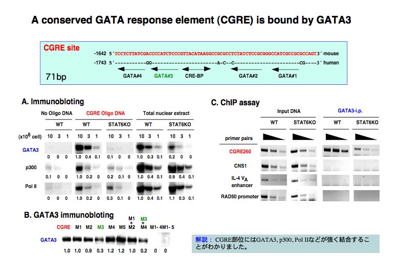 A conserved GATA response element(CGRE) is bound by GATA3