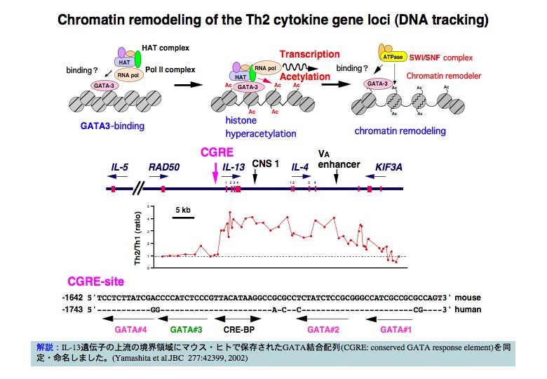 Chromatin remodeling of the Th2 cytokine geneloci(DNA tracking)