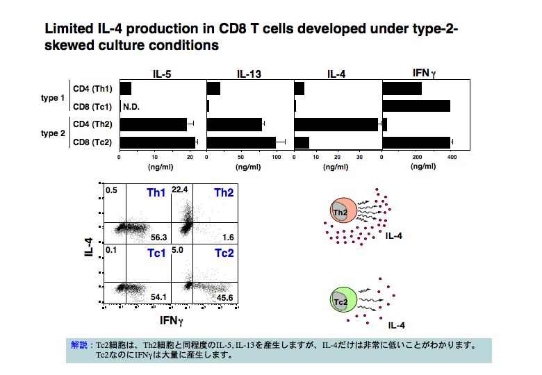 Limited IL-4 production inCD8 T  cells developed under type-2-skewed culture condetions