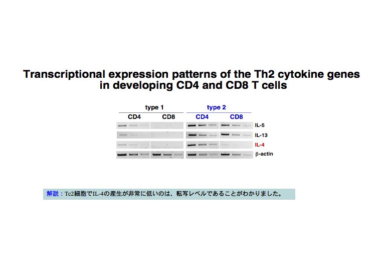 Transcriptional expression patterns of the Th2 cytkine genes in developing CD4 and CD8 T cells