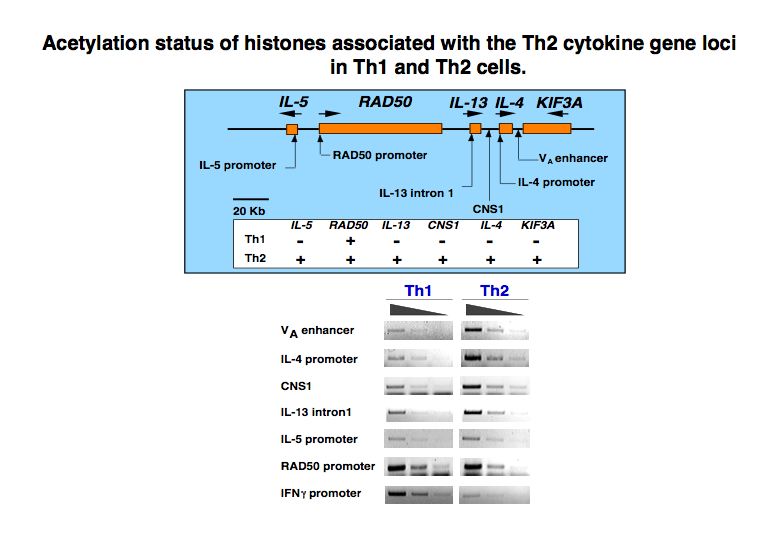 Acetylation status of histones associated with the Th2 cytokine genelo in Th1 anc Th2 cells.