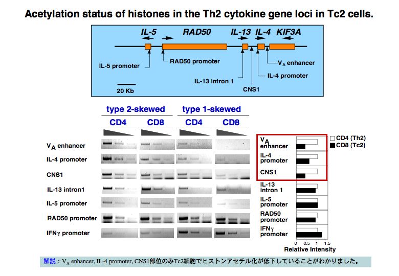 Acetylation status of histones in the Th2 cytokine geneloci Tc2 cells.