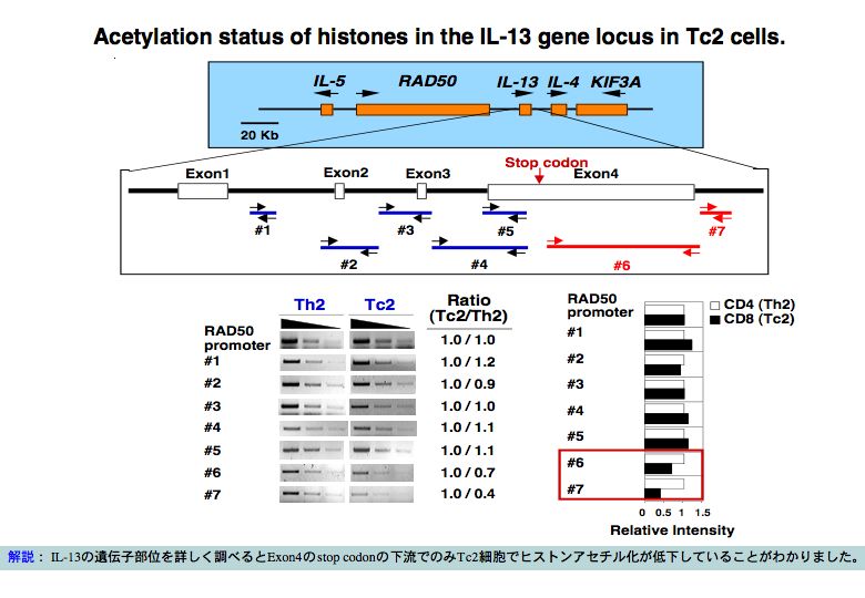 Acetylation status of histones in the IL-13 gene locus in Tc2 cells.