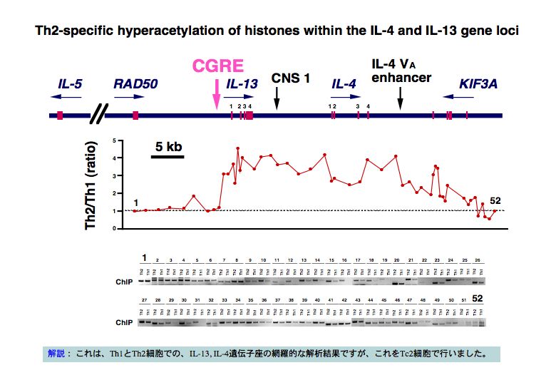 Th2-specific hyperacetylation of histones within the IL-4 and IL-13 geneloci