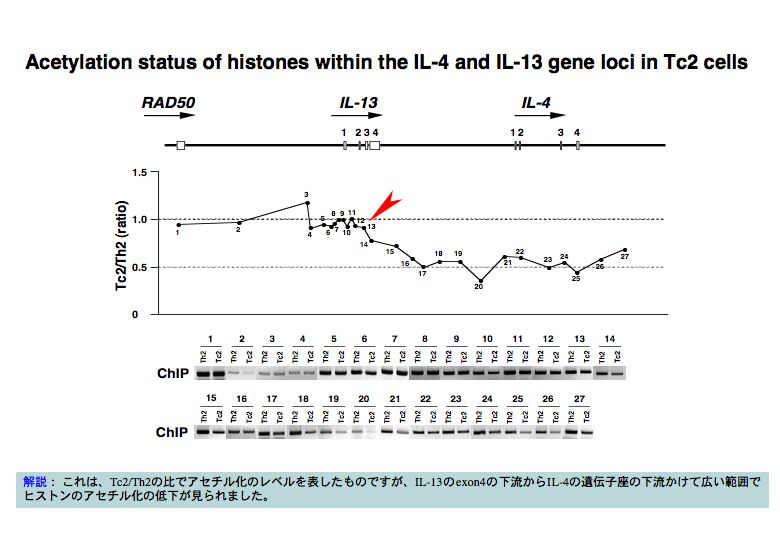 Acetylation status of histone within the IL-4 and IL-13 gene loci in Tc2 celle