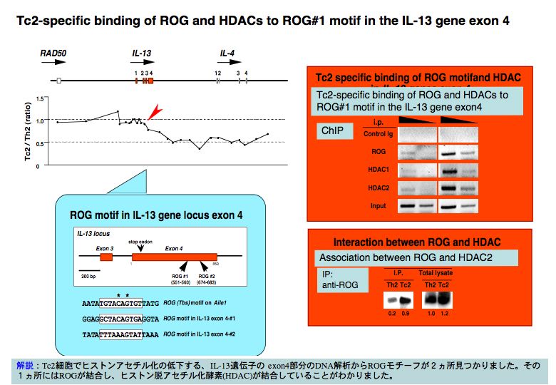 Tc2-specific of ROG andHDACs to ROG#1 motif in the IL-13 gene exon 4