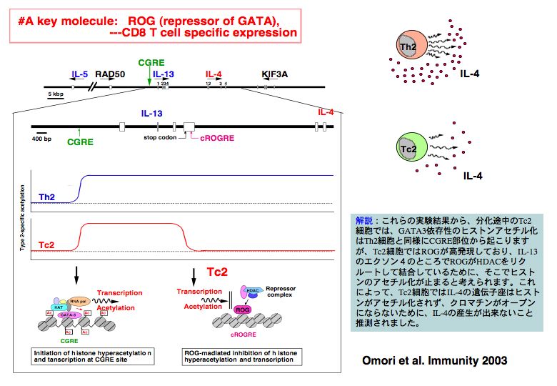#A key molecule: ROG(repressor of GATA),---CD8 T cell specific expression