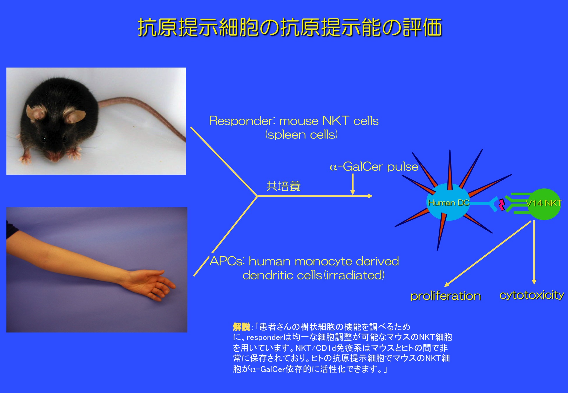 細胞分化の本質はクロマチンリモデリングである。