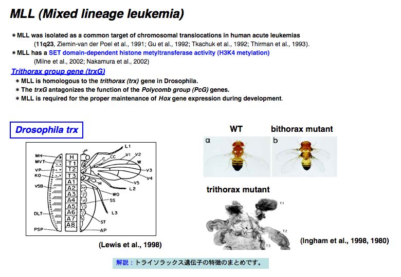 細胞分化の本質はクロマチンリモデリングである。