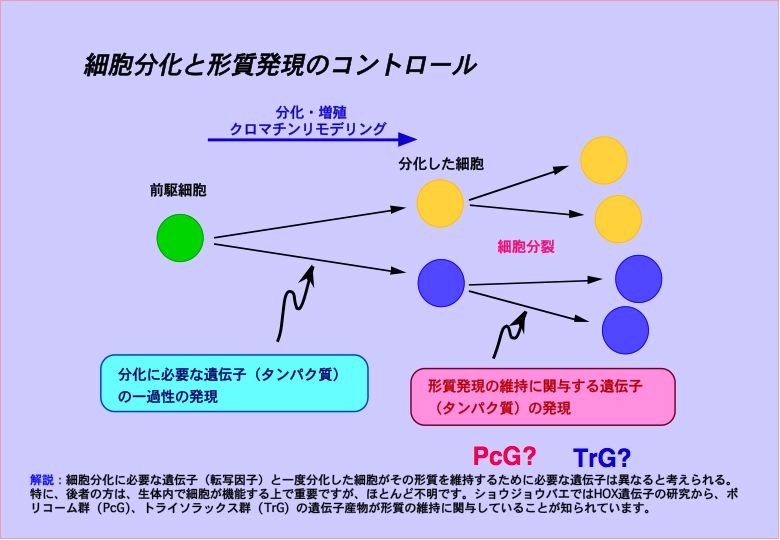 細胞分化と形質発現のコントロール
