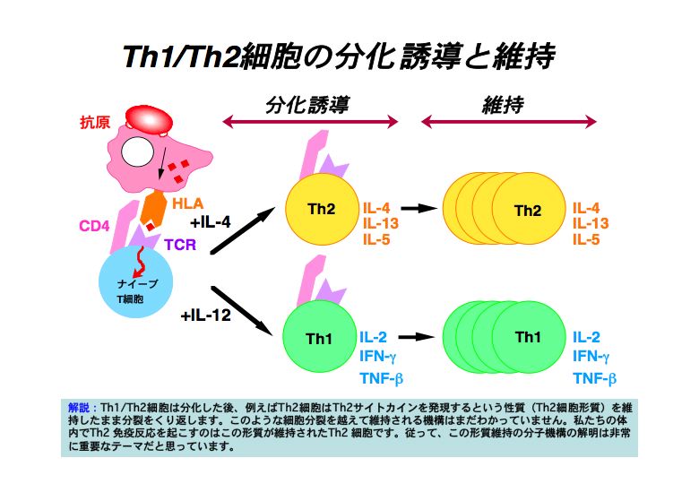 Th1/Th2細胞の分化誘導と維持